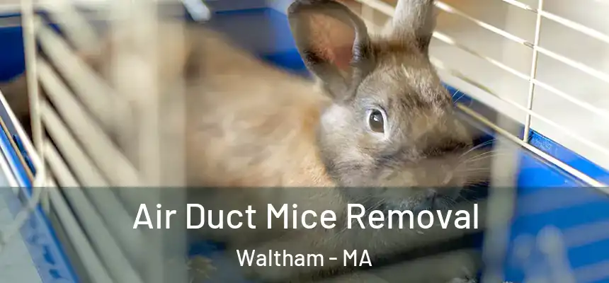  Air Duct Mice Removal Waltham - MA