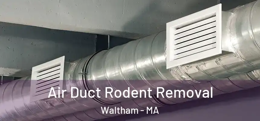  Air Duct Rodent Removal Waltham - MA